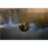 Sonaras DEEPER Smart Sonar Chirp+4