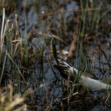 Vartyklė RAPALA Weedless Minnow Spoon 7cm 15g